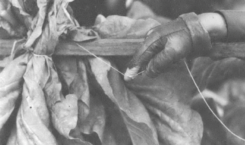 Black and white photo of gloved hand and drying tobacco leaves