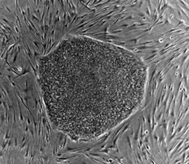 human_embryonic_stem_cell_colony.jpg