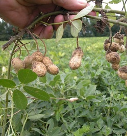 peanut_crop.jpg