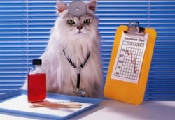 Cat Doctor.jpg