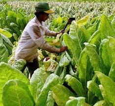 Tobacco Farm Worker.jpg