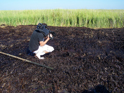 nrdc_oil_gulf_marsh2.jpg