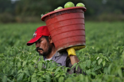 florida_tomato_picker.png