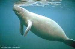 manatee_florida.jpg