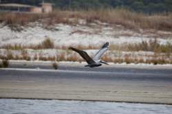 pelican_oiled_beach_alabama.png