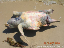 dead_sea_turtle_MS_03-11.jpg