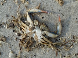 dead blue crab.jpg