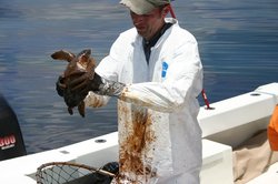 kempsridleyturtle_brianstacy_noaa_gadnr.jpg