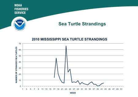 turtle_strandings_miss_slide.jpg