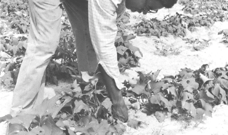 Black and white photo of Black man in glasses, long-sleeve shirt, and pants bending over in a field to harvest crop