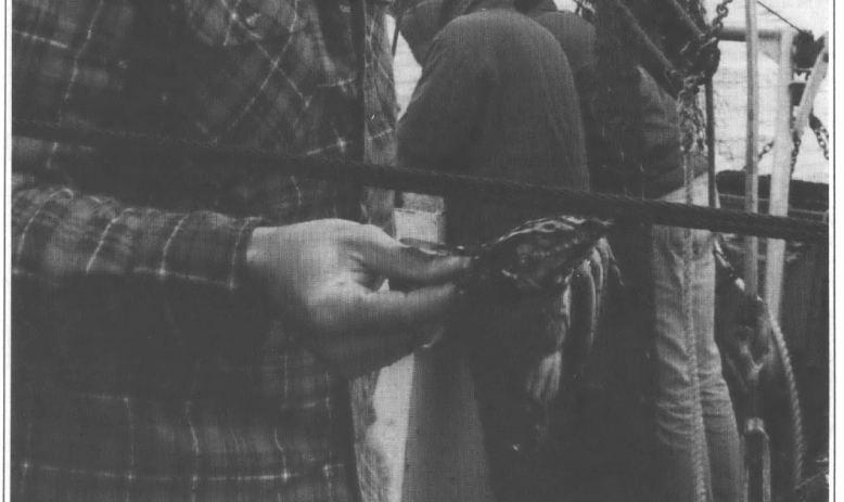 Man on a ship holding crab, two men in background on ship working