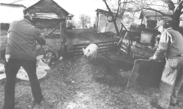 Black and white photo of two men catching a hog in a pig pen