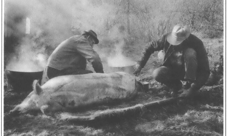 Two men and a dead pig