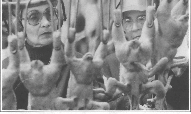 workers standing behind line of slaughtered chickens
