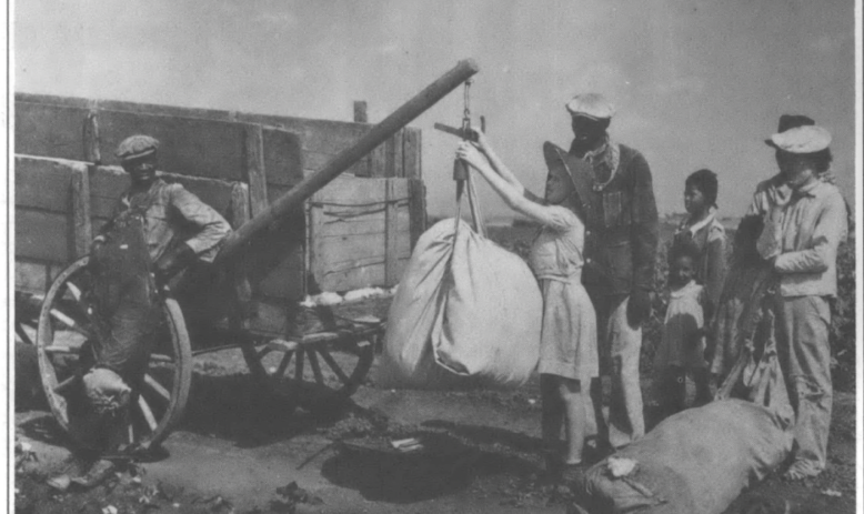 a plantation owner's daughter weighs cotton in Texas to determine wages