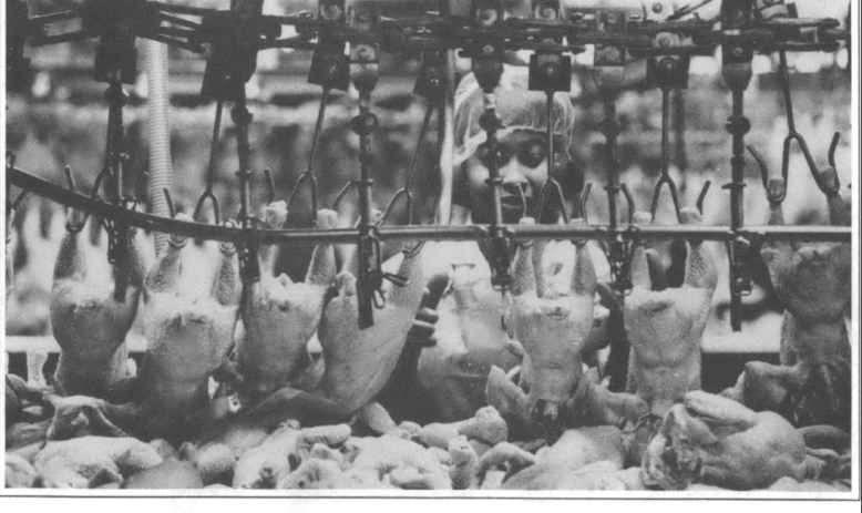 worker standing behind headless chickens