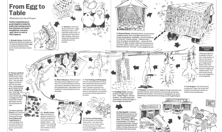 illustrations of chickens from raise to slaughter