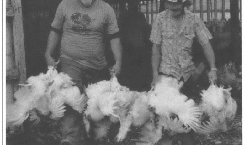two chicken catchers pack birds for slaughter