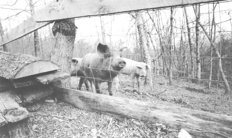 Black and white photo of two pigs behind a chicken wire fence