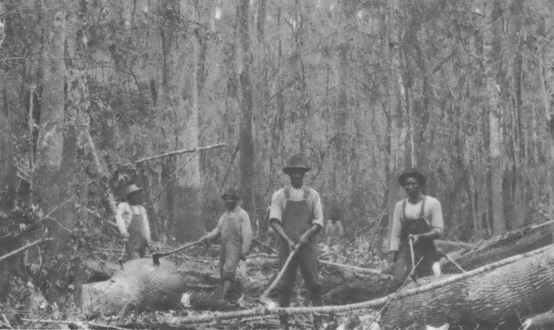 Black and white photo of men working with cut down trees