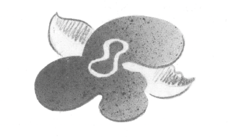 Black and white drawing of flower