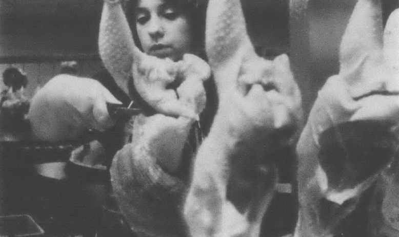 Black and white photo of white woman with scissors standing behind a line of raw, whole chickens hanging from hooks. 