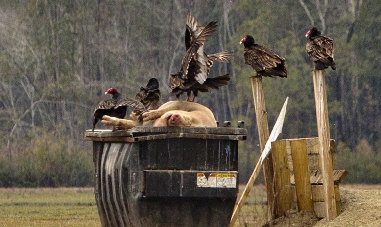 hog carcass