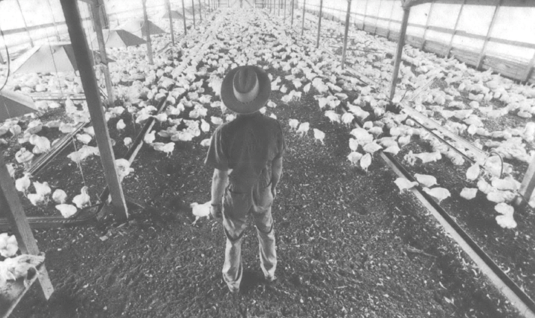 man overlooking chicken farm