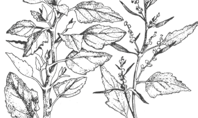 illustration of a plant