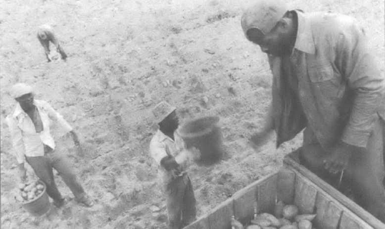 Black farmworkers working in a field