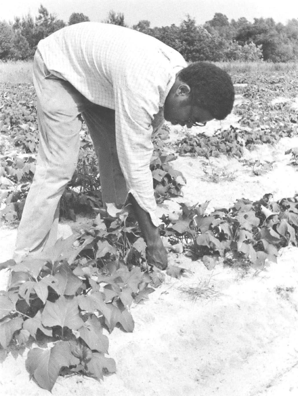 Black and white photo of Black man in glasses, long-sleeve shirt, and pants bending over in a field to harvest crop