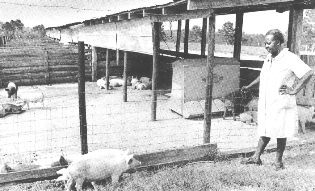 Black and white photo of Black woman in dress standing next to a pig pen looking down at a pig, with several other pigs nearby