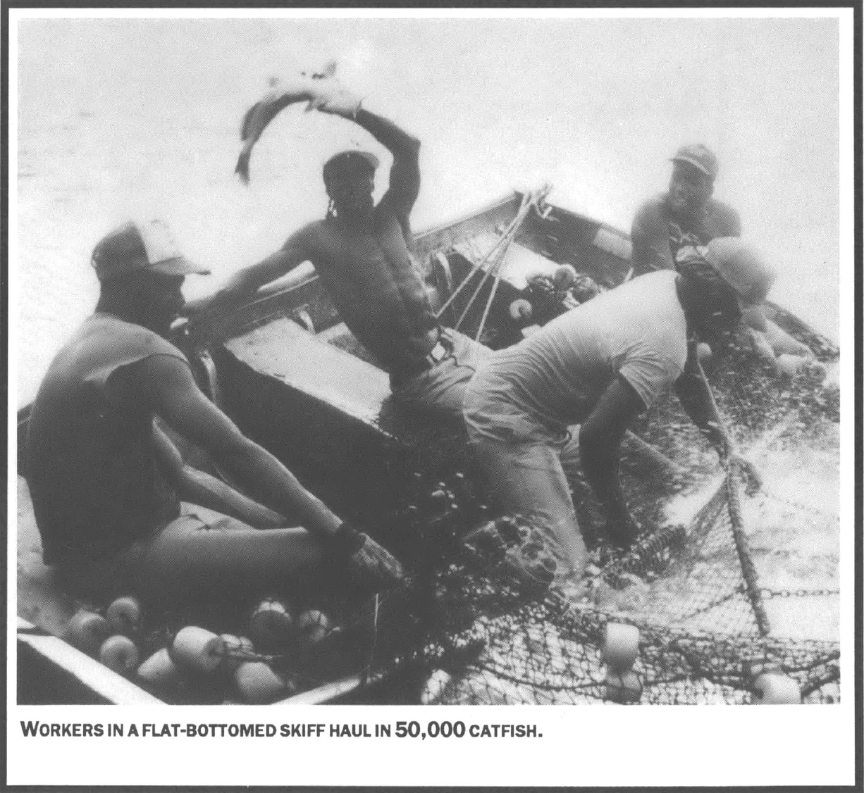 Four black fisherman in a dingy, reaching for traps, one holding up a cratfish
