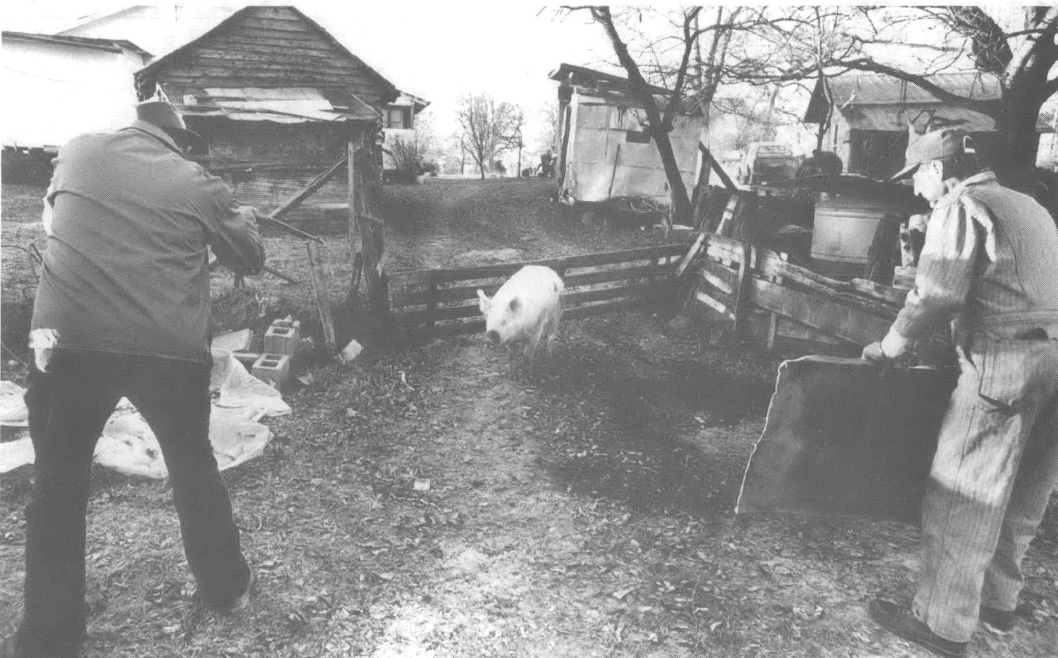 Black and white photo of two men catching a hog in a pig pen