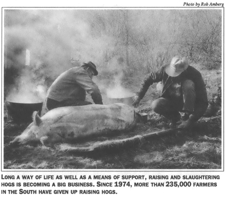 Two men and a dead pig