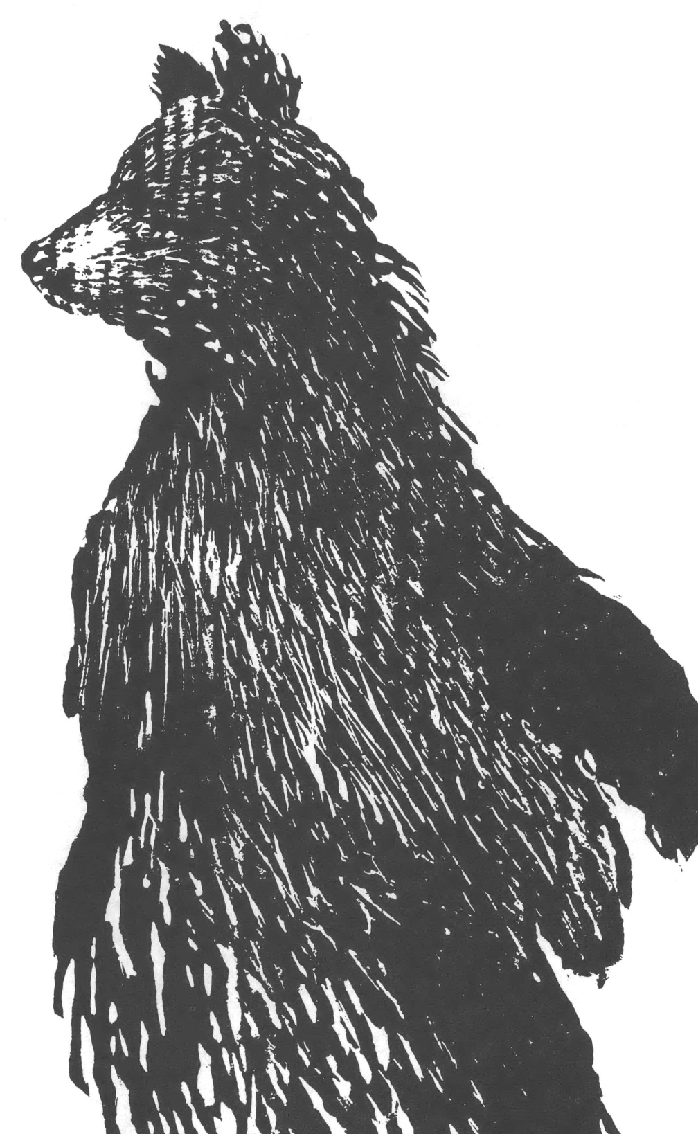 Black and white drawing of bear standing on hind legs and looking behind 