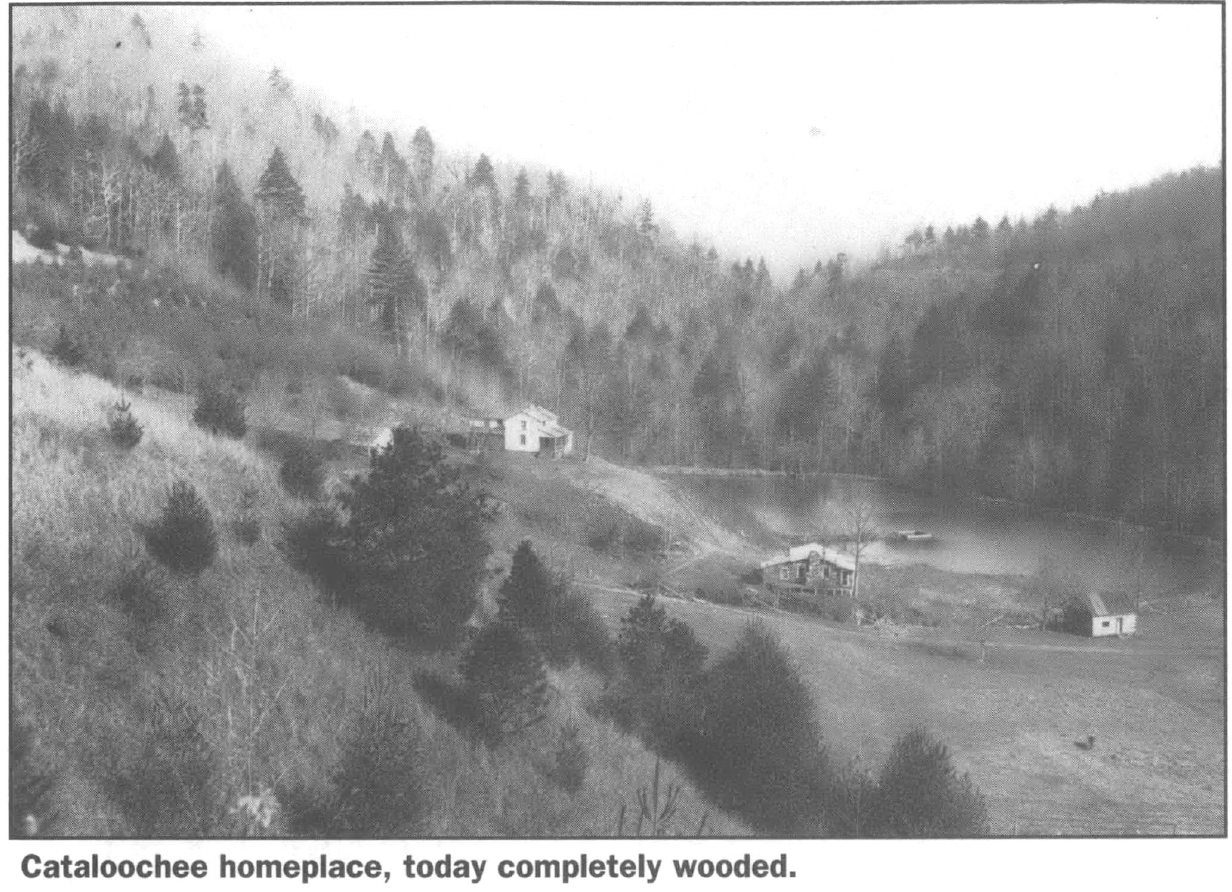 Mountainside with trees and houses
