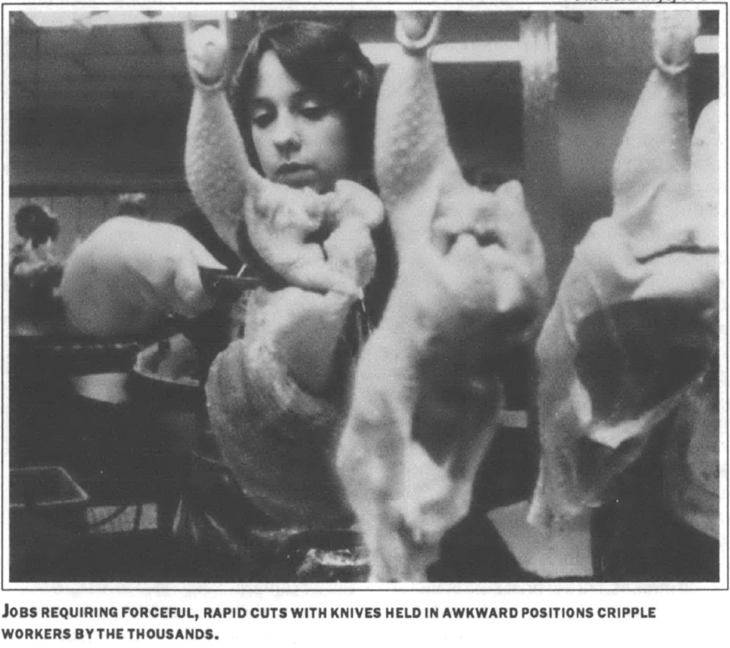 chicken worker behind line of slaughtered chickens