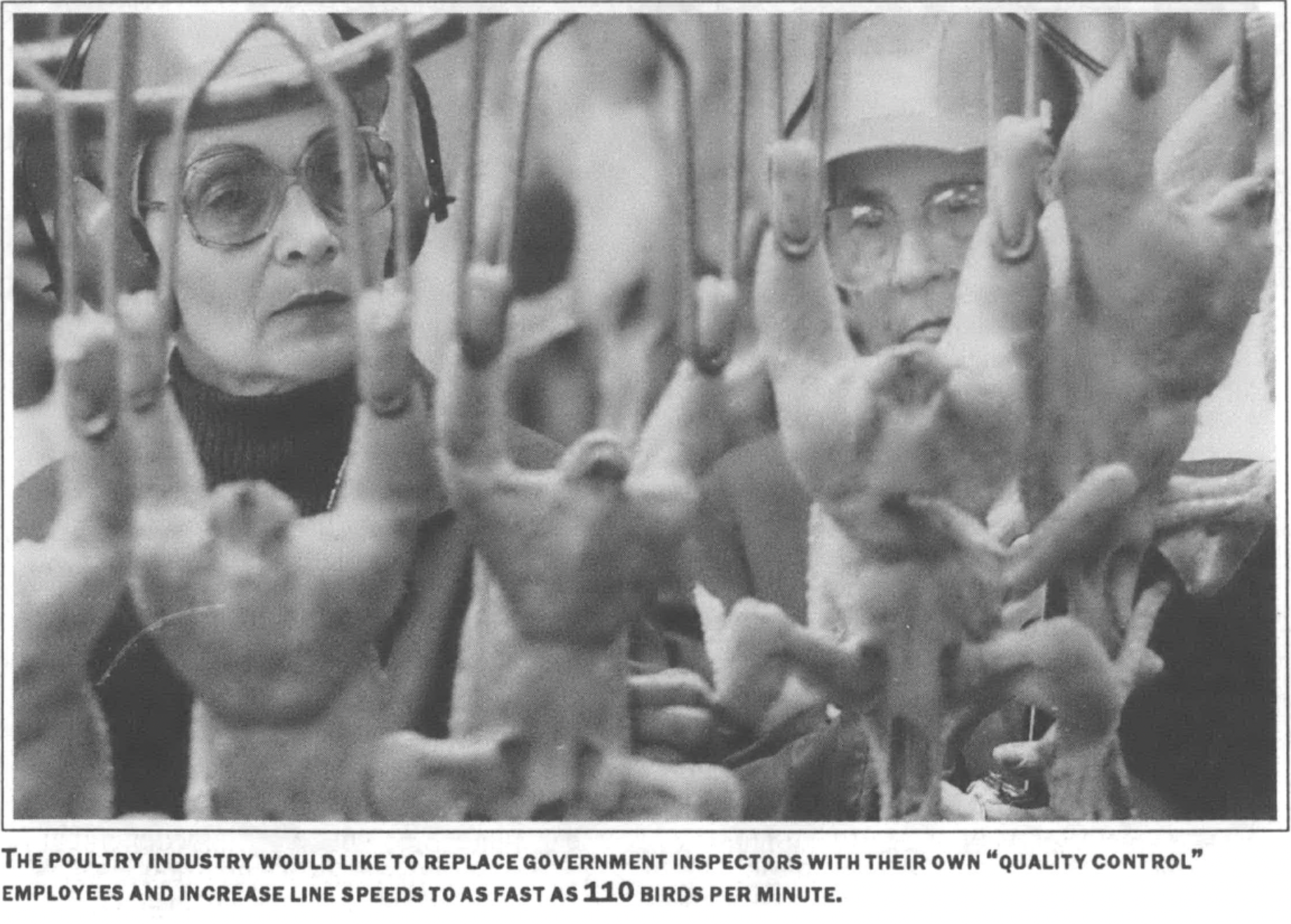 workers standing behind line of slaughtered chickens