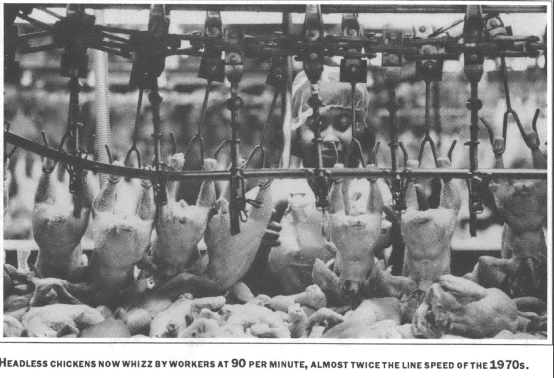 worker standing behind headless chickens