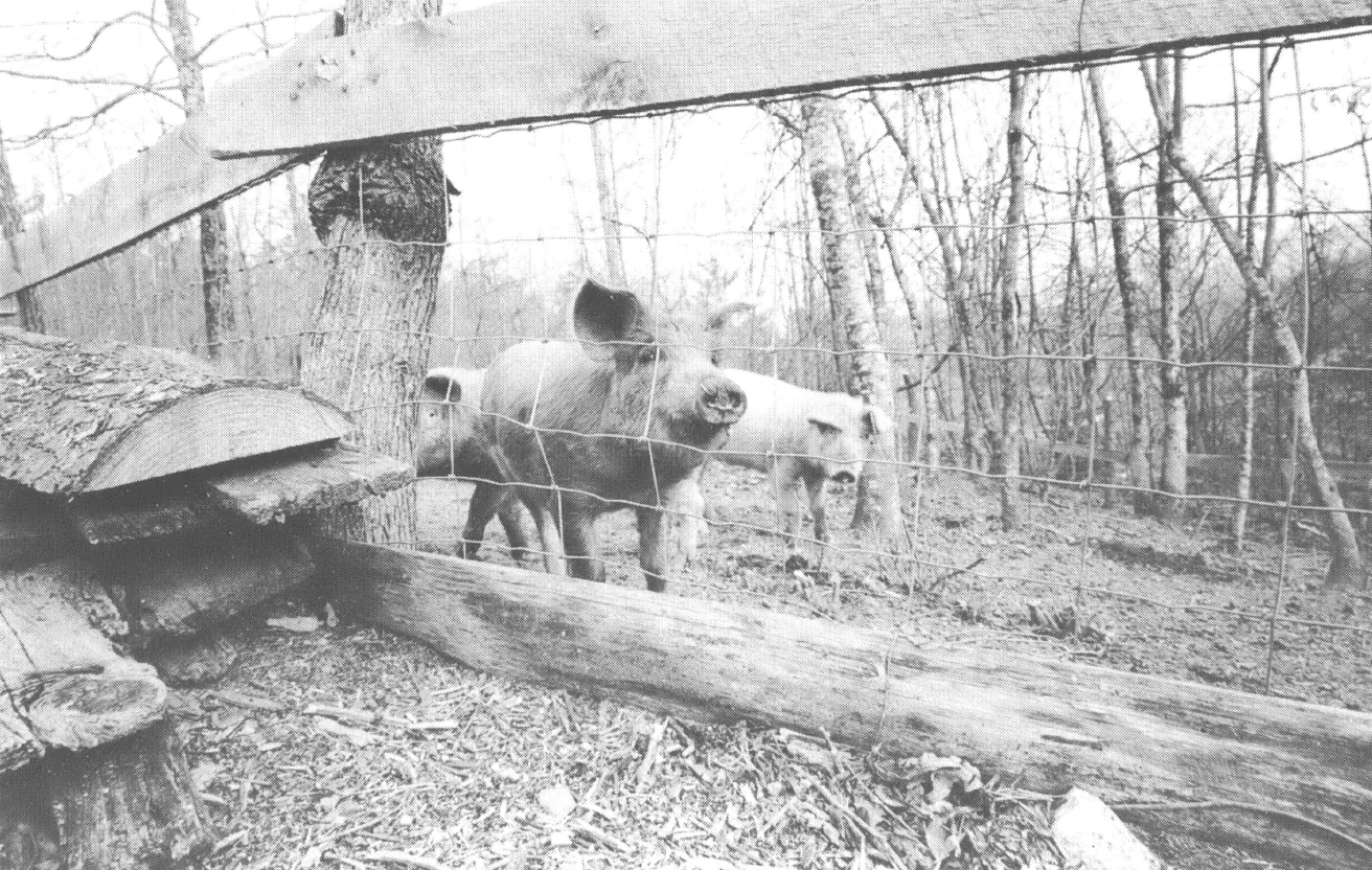 Black and white photo of two pigs behind a chicken wire fence