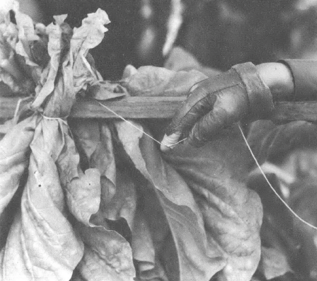 Black and white photo of gloved hand and drying tobacco leaves