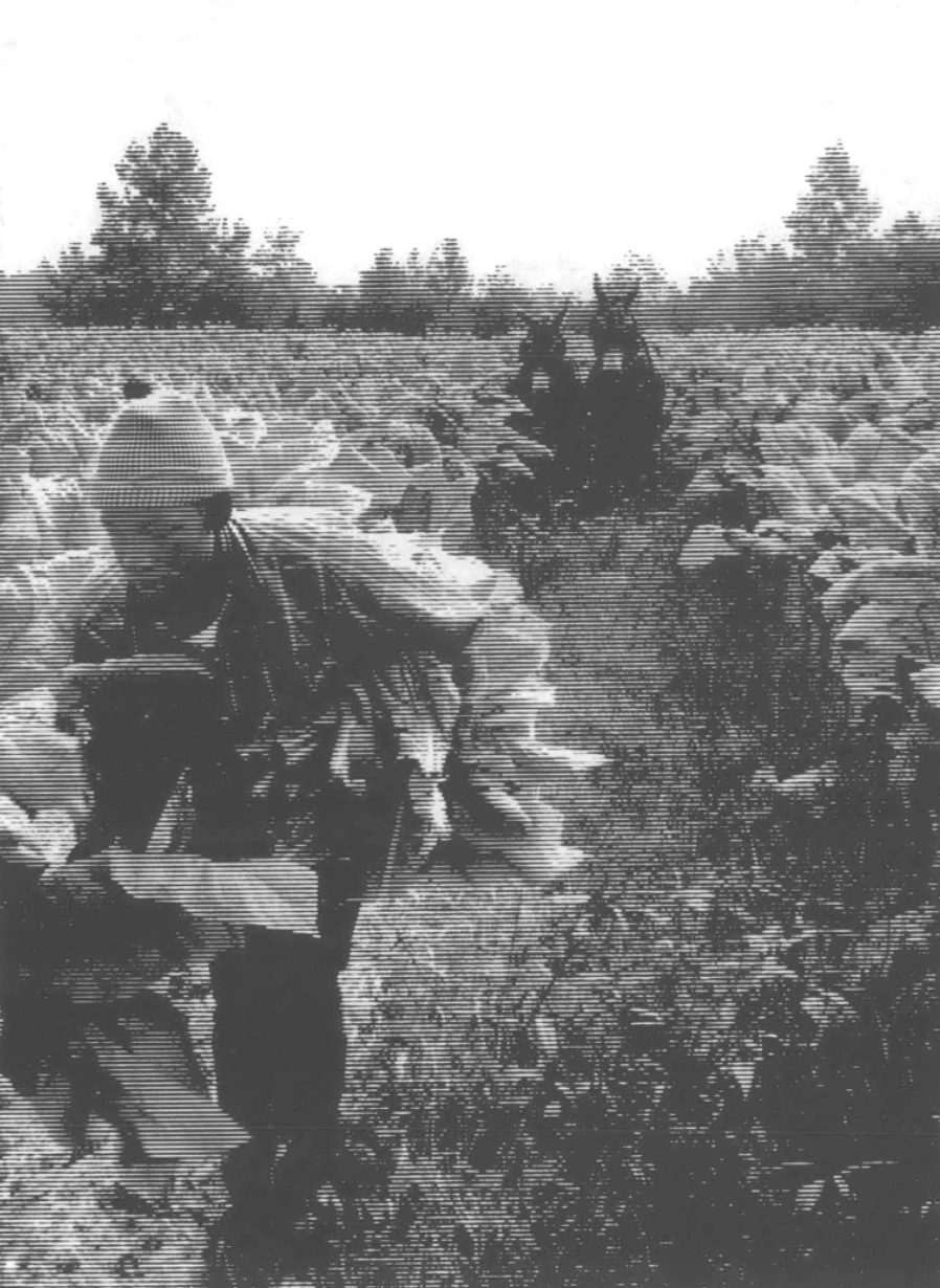 man and donkeys in field