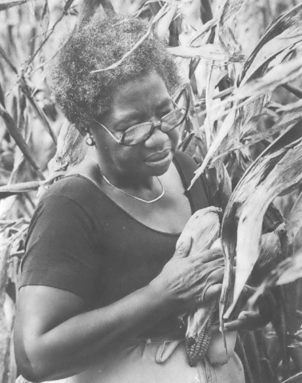an old woman holding ears of corn
