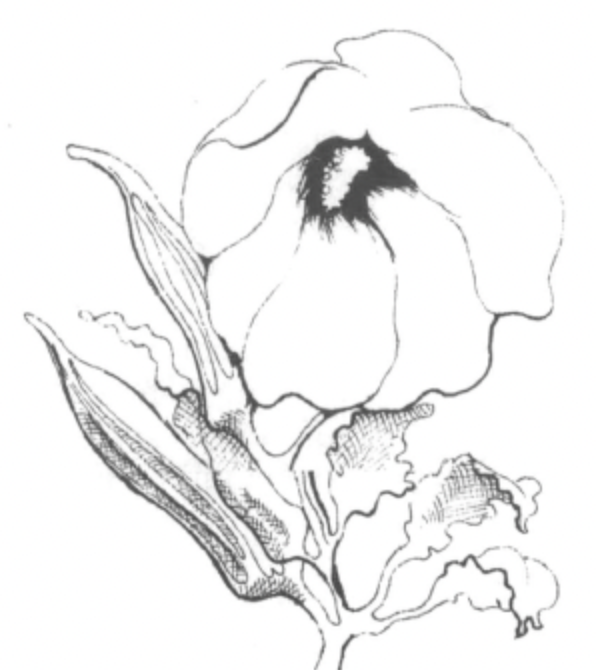 Illustration of okra plant