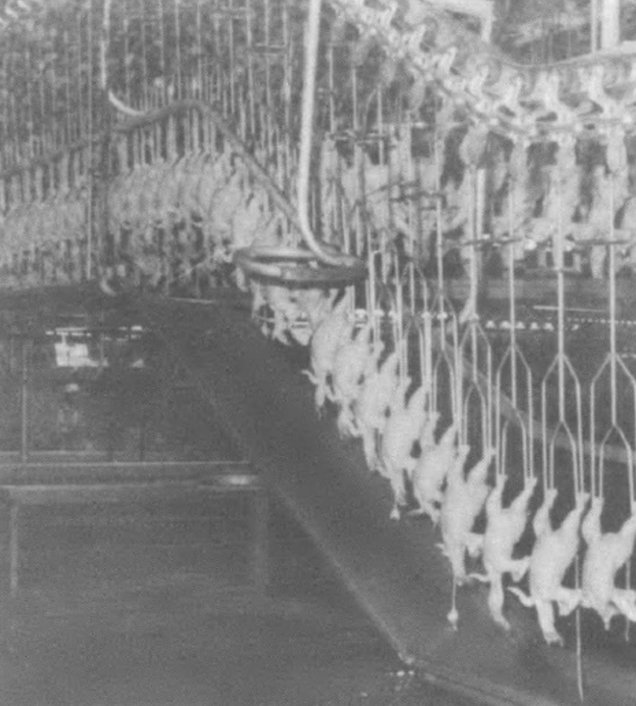 Hanging chicken carcasses in farm