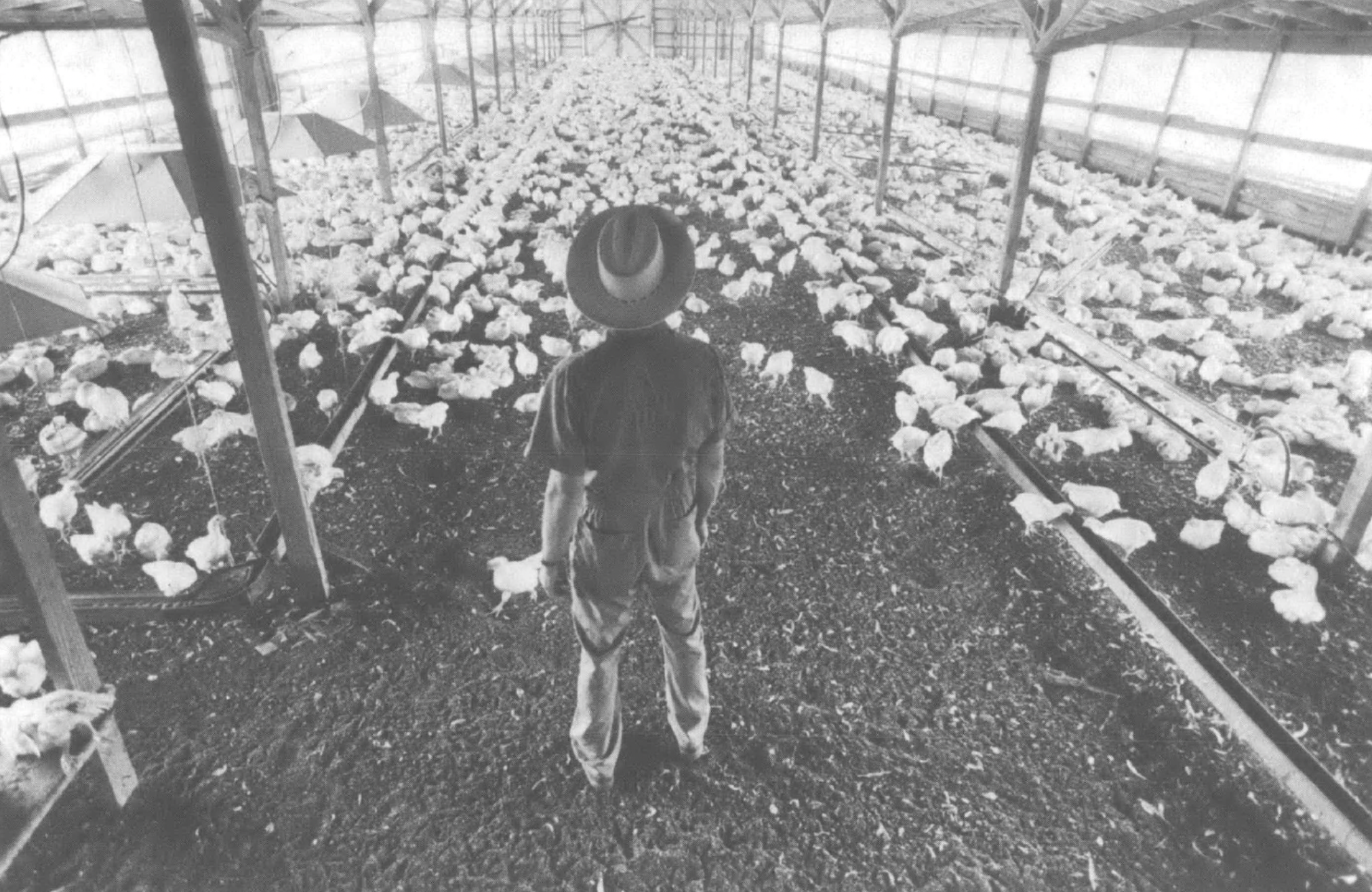 man overlooking chicken farm