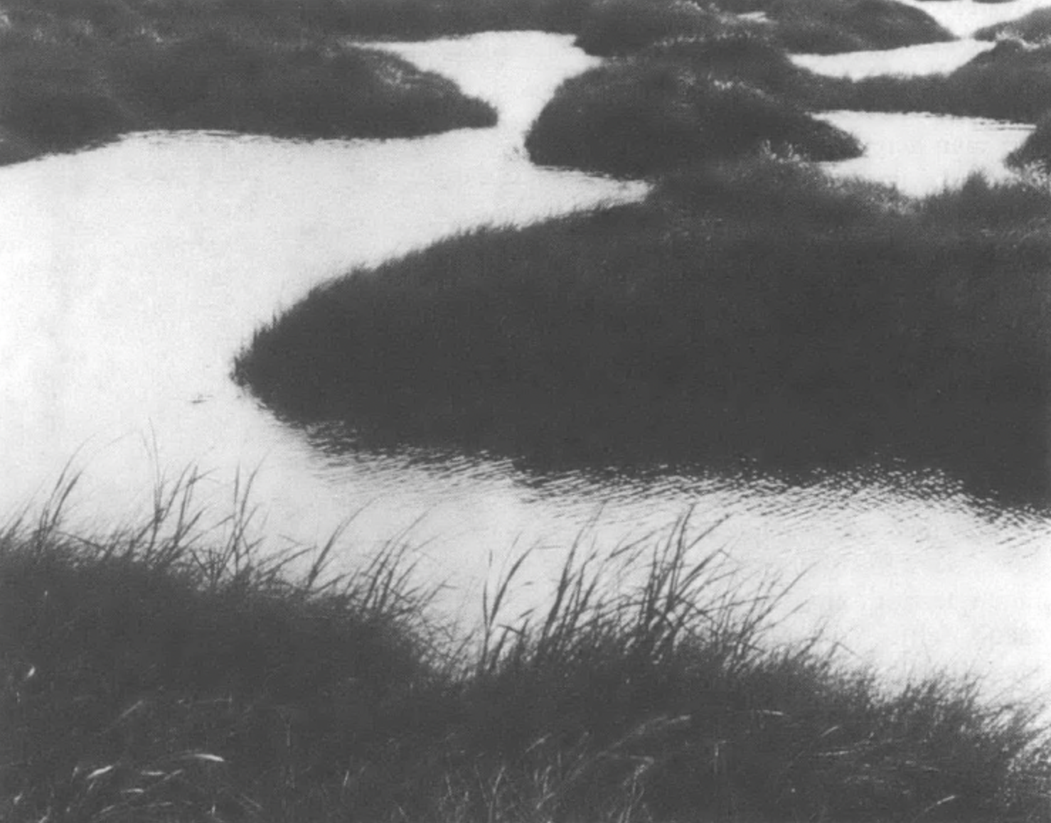 photograph of marsh