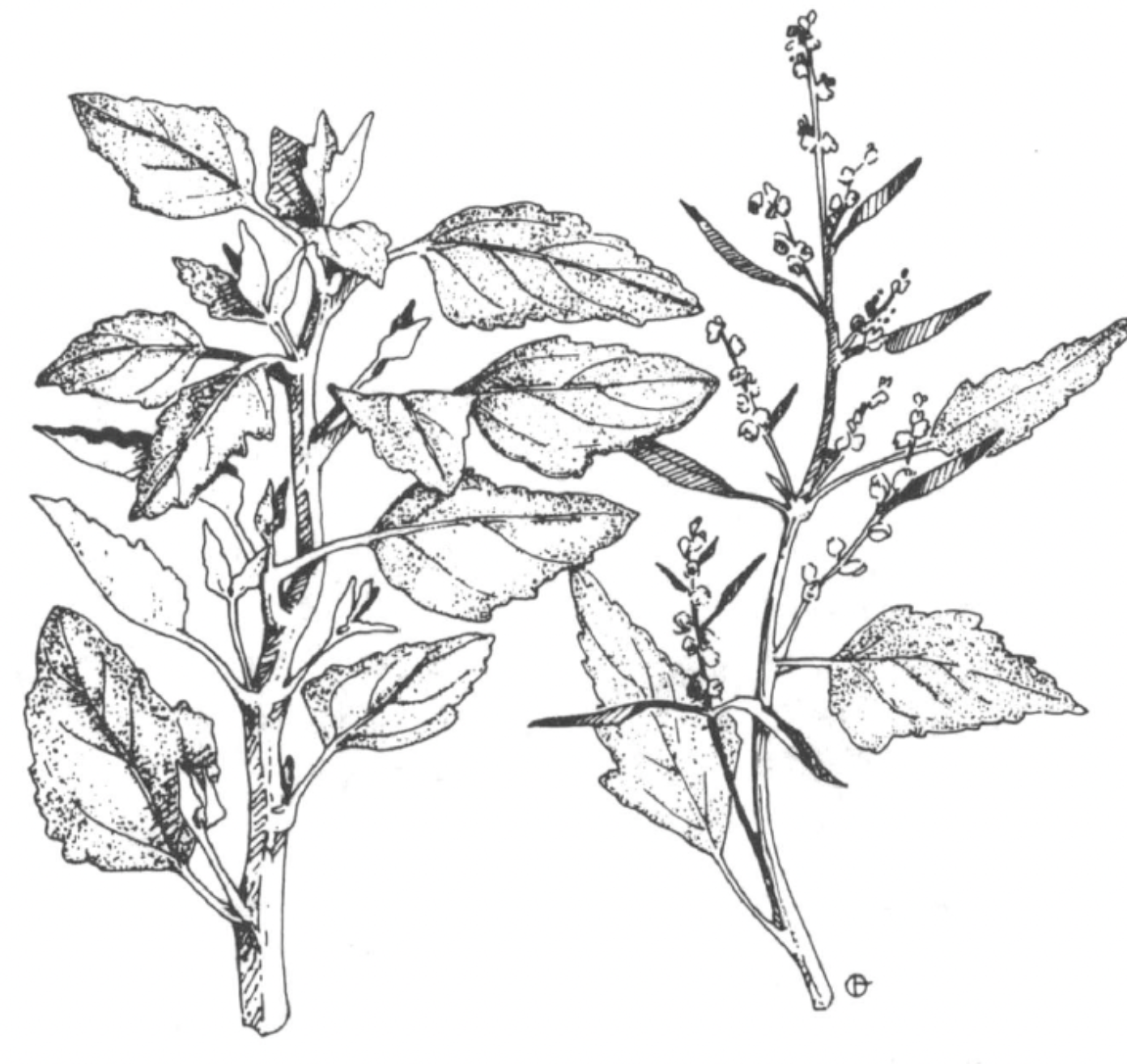 illustration of a plant