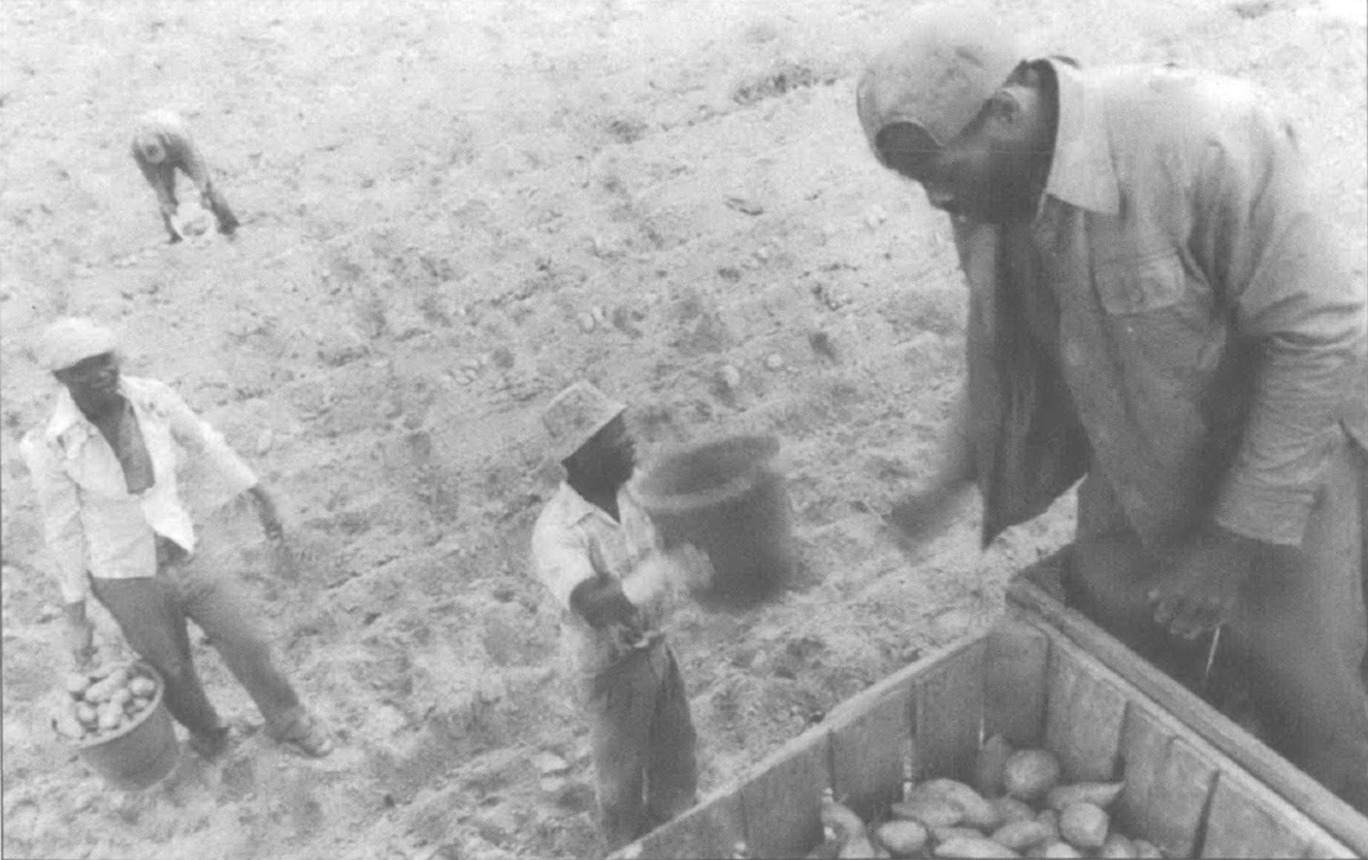 Black farmworkers working in a field